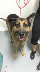 German Shepherd Dog Dogs for adoption in Troy, IL, USA
