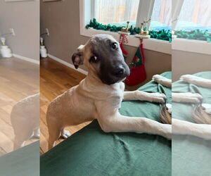 Mastiff-Unknown Mix Dogs for adoption in Fort Collins, CO, USA