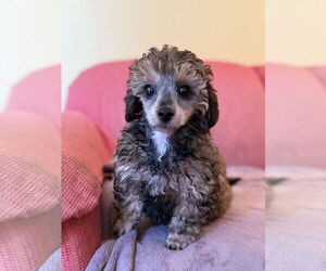 Poodle (Miniature)-Unknown Mix Dogs for adoption in Pacolet, SC, USA