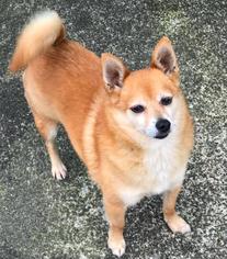 Chiranian Dogs for adoption in Issaquah, WA, USA