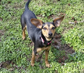 Meagle Dogs for adoption in Brownsboro, AL, USA