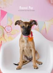 Medium Photo #1 Black Mouth Cur-Unknown Mix Puppy For Sale in Littleton, CO, USA