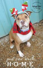 American Pit Bull Terrier Dogs for adoption in Richmond, MO, USA