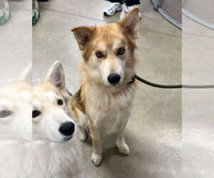 Retriever -Siberian Husky Mix Dogs for adoption in Pierceton , IN, USA