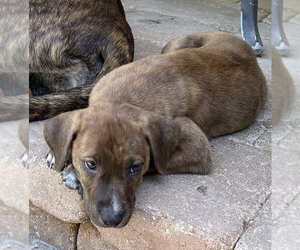 Labrador Retriever-Unknown Mix Dogs for adoption in Palatine/Kildeer/Buffalo grove, IL, USA