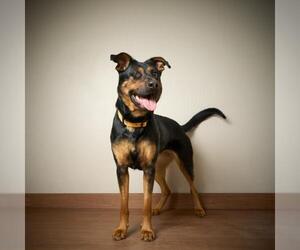 German Shepherd Dog Dogs for adoption in Eden Prairie, MN, USA
