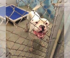 American Bulldog Dogs for adoption in Evansville, IN, USA