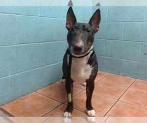Bull Terrier Dogs for adoption in Downey, CA, USA