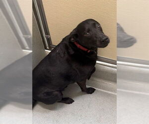 Labrador Retriever-Unknown Mix Dogs for adoption in Lee's Summit, MO, USA