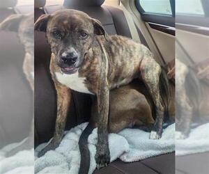 American Staffordshire Terrier Dogs for adoption in San Antonio, TX, USA