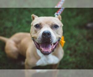 American Staffordshire Terrier-Unknown Mix Dogs for adoption in Atlanta, GA, USA
