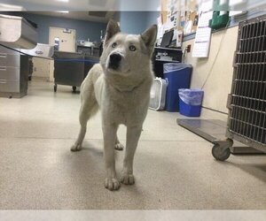 Siberian Husky Dogs for adoption in Riverside, CA, USA