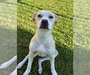 Mutt Dogs for adoption in Sugar Land, TX, USA
