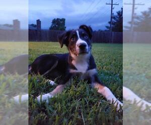 Border-Aussie Dogs for adoption in Warwick, RI, USA