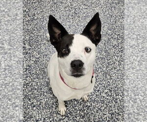 Mutt Dogs for adoption in Bemidji, MN, USA