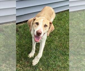 Beagle-Unknown Mix Dogs for adoption in Peoria, IL, USA