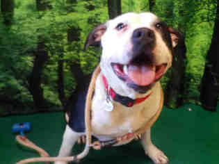American Bulldog-Unknown Mix Dogs for adoption in Forestville, MD, USA