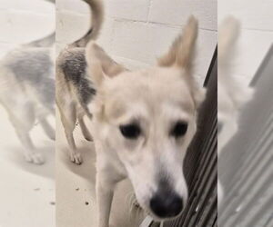 Gerberian Shepsky Dogs for adoption in Fremont, CA, USA