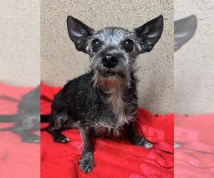 Chihuahua Dogs for adoption in Sacramento, CA, USA