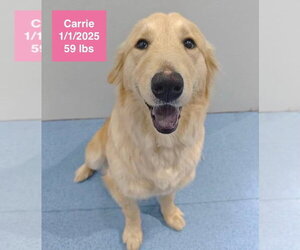 Golden Retriever Dogs for adoption in West Hollywood, CA, USA