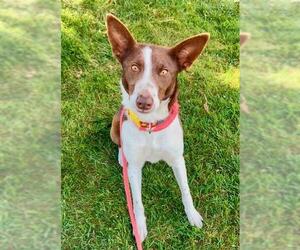 Mutt Dogs for adoption in Sacramento, CA, USA
