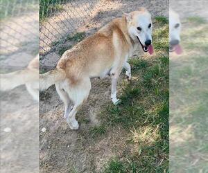 Labrador Retriever Dogs for adoption in Conroe, TX, USA