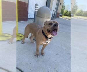 Masti-Bull Dogs for adoption in Forestville, MD, USA