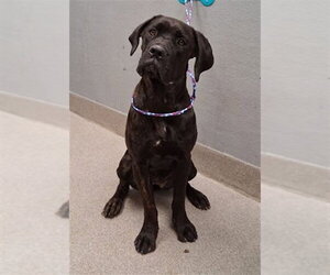 Mutt Dogs for adoption in Las Vegas, NV, USA