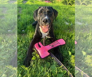 Labrador Retriever-Unknown Mix Dogs for adoption in Duluth, MN, USA