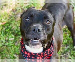American Staffordshire Terrier Dogs for adoption in Fort Lauderdale, FL, USA
