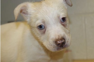 Australian Shepherd-Unknown Mix Dogs for adoption in Asheville, NC, USA