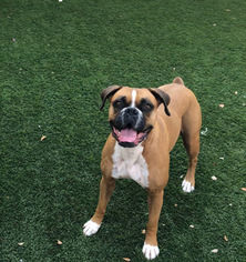 Boxer Dogs for adoption in Queen Creek, AZ, USA