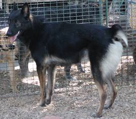 Border Collie Dogs for adoption in Paso Robles, CA, USA