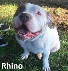 American Bulldog Dogs for adoption in Lake Forest, CA, USA