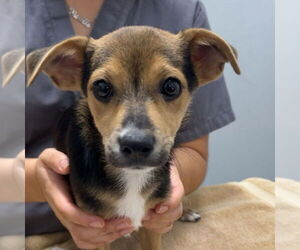 Mutt Dogs for adoption in Chico, CA, USA