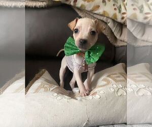 Chihuahua-Unknown Mix Dogs for adoption in Mount Laurel, NJ, USA