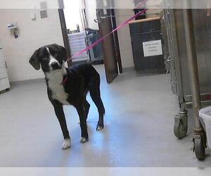 Labrador Retriever-Unknown Mix Dogs for adoption in Fayetteville, NC, USA