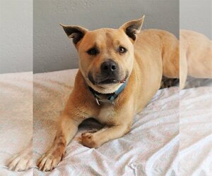 American Pit Bull Terrier-American Staffordshire Terrier Mix Dogs for adoption in Spotsylvania, VA, USA