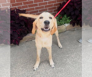 Labrador Retriever-Unknown Mix Dogs for adoption in Raleigh, NC, USA