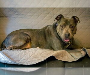 American Staffordshire Terrier-Unknown Mix Dogs for adoption in Lake Wylie, SC, USA
