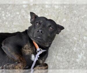 American Pit Bull Terrier-Chihuahua Mix Dogs for adoption in Tulsa, OK, USA
