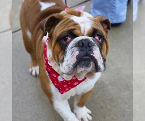 Bulldog-Unknown Mix Dogs for adoption in San Antonio, TX, USA