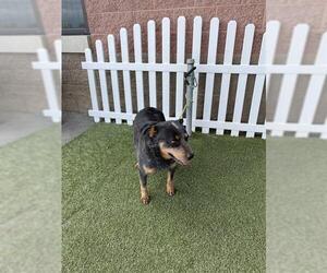 Australian Cattle Dog Dogs for adoption in Modesto, CA, USA