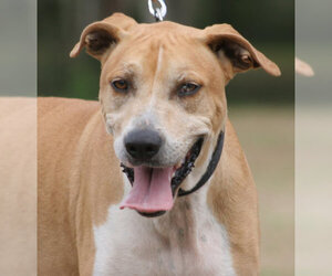 Catahoula Leopard Dog Dogs for adoption in North Fort Myers, FL, USA