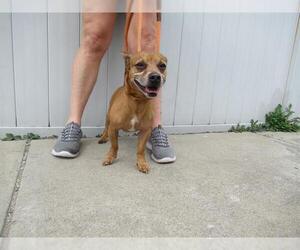 Chihuahua Dogs for adoption in Louisville, KY, USA