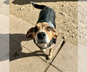 Beagle-Unknown Mix Dogs for adoption in Hoisington, KS, USA