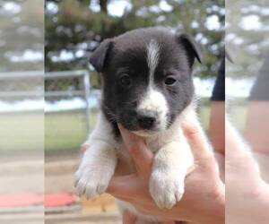 Mutt Dogs for adoption in Paso Robles, CA, USA