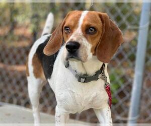 Beagle Dogs for adoption in Raleigh, NC, USA