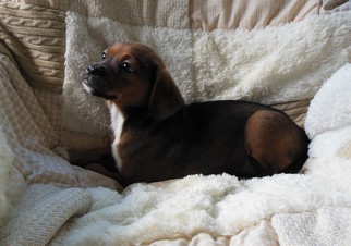 Medium Photo #3 Cheeks Puppy For Sale in Newnan, GA, USA