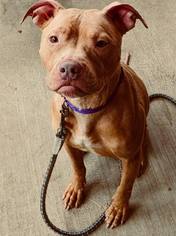 American Pit Bull Terrier Dogs for adoption in Springfield, IL, USA